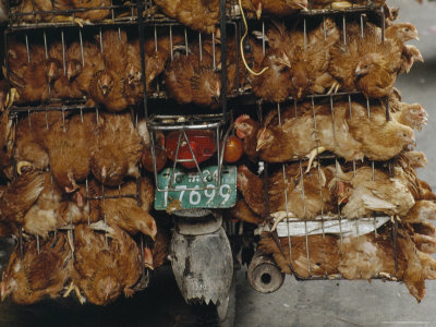 Chickens In China