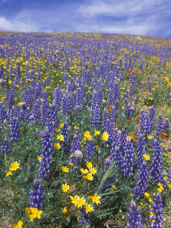 California Lupine