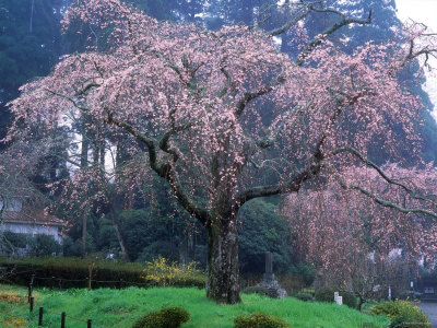 Cherry Weeping