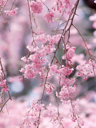 weeping cherry tree leaves. weeping cherry tree pictures.