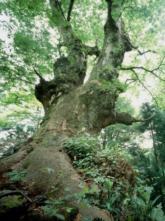 Zelkova+tree+in+fall