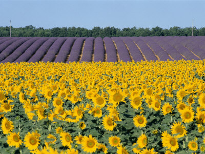 http://cache2.allpostersimages.com/p/LRG/26/2659/D8DUD00Z/posters/vidler-steve-sunflower-fields-provence-france.jpg