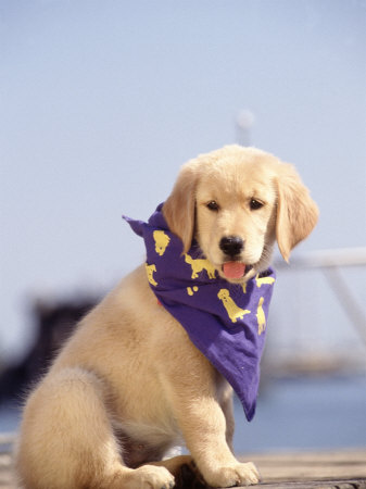 golden retriever dog images. Golden Retriever Puppy