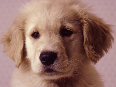 golden wallpaper. Golden Retriever Puppy by