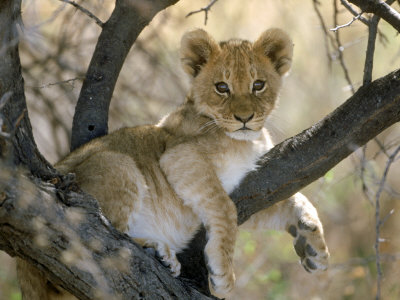 African Lion, Cub, Botswana