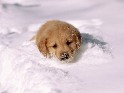 golden retriever puppy pics. Golden Retriever Puppy in Deep