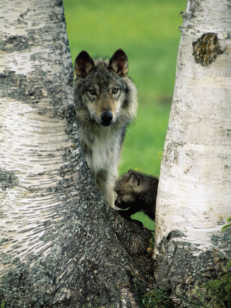 I sure miss you!! wolf cub I sure miss you!! wolf cub