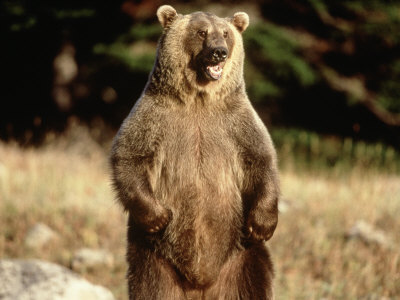 Grizzly Bear Standing. Grizzly Bear Standing in Field