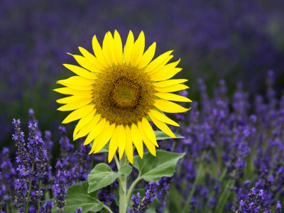 christof-alain-sunflower-helianthus-annuus-amongst-lavender-lavendula-species-france.jpg