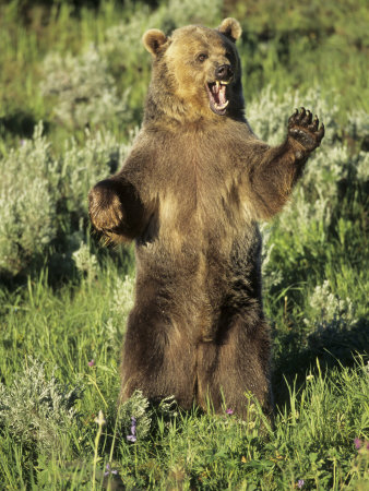Grizzly Bear Standing. Grizzly Bear Bear Standing,