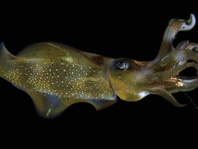 A+squid+eating