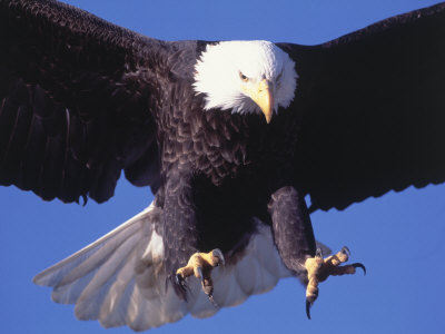 pics of eagles flying. Bald Eagle Flying Photographic Print by Lynn M. Stone at AllPosters.com