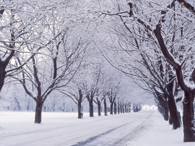 Maple Trees Winter