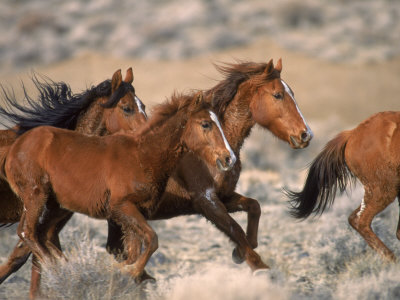 black and white pictures of horses running. Wild Horses Running Through