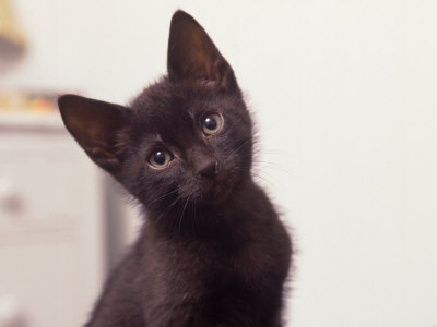 siteman-frank-five-week-old-black-kitten.jpg