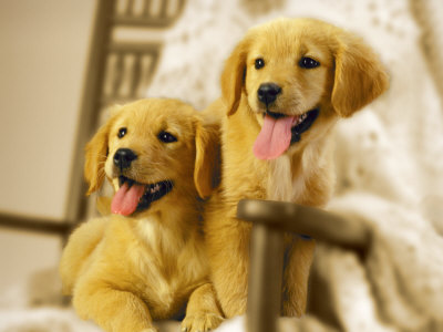 golden retriever puppies pictures. Two Golden Retriever Puppies