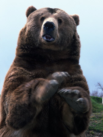 Grizzly Bear Standing Up Photographic Print