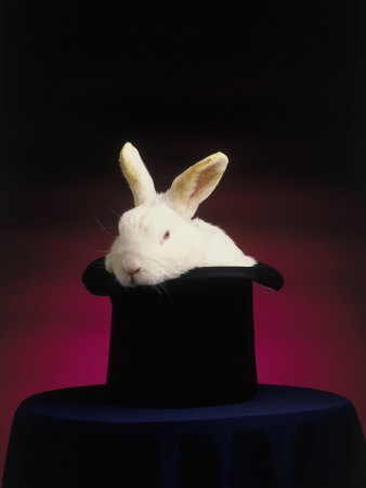 hat rabbit