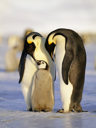 Emperor Penguins, Family, Antarctica Photographic Print