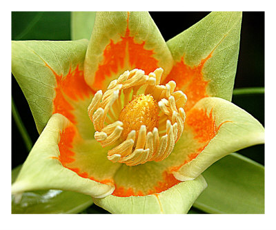 pictures tulip trees