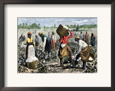 African-American Slaves Picking Cotton Framed Art Print African-American Slaves Picking Cotton Framed Art Print