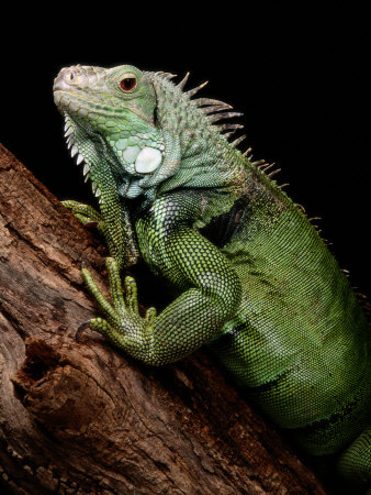 Common Iguana