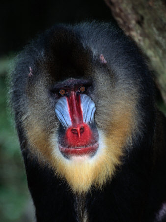 portrait-d-un-mandrill-en-captivite.jpg