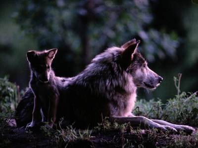 Captive Wolf Pup with Parent