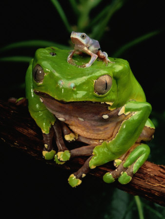 Baby Frog Pictures