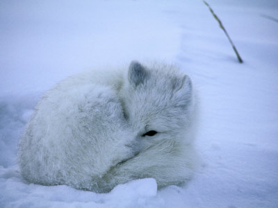 Curled Up Fox