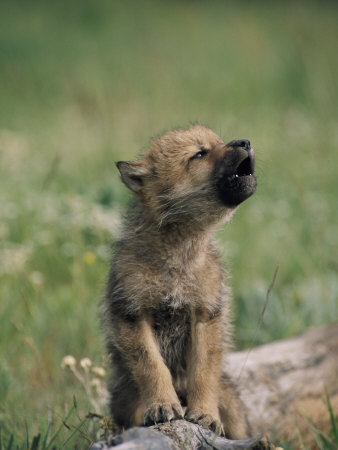 A Wolf Pup Sits up to Howl