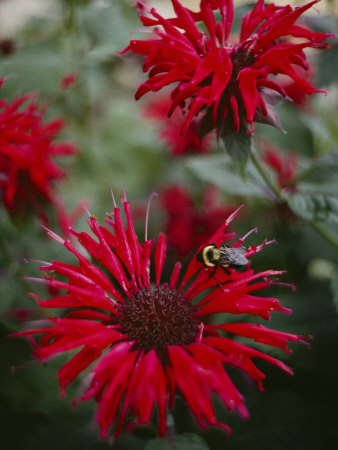 Bee Balm Plants, Whose Flowers Draw Hummingbirds and Bees Photographic Print