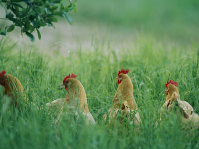 orpington hens