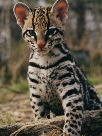 toft-roy-a-captive-ocelot.jpg