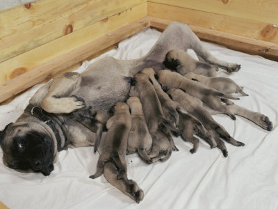 Feeding Puppies on Of About A Dozen Mastiff Puppies Feeding From Their Mother Fotoprint