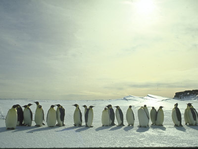 penguins in antarctica. Emperor Penguins, Antarctica