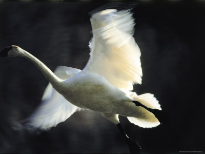 trumpeter swan flying. Trumpeter Swan in Flight