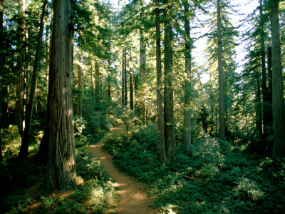 Through a Grove of Sequoia