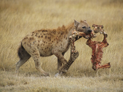 laman-tim-a-spotted-hyena-carries-a-piec