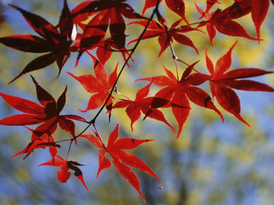 japanese maple leafs. Close Views of Japanese Maple