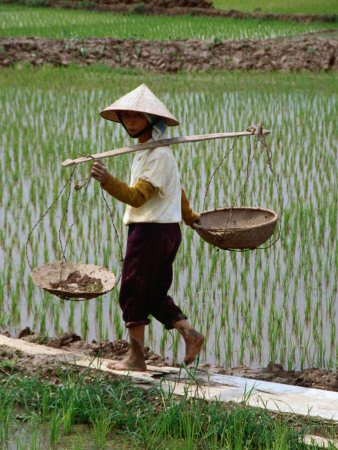 http://cache2.allpostersimages.com/p/LRG/27/2722/5IZND00Z/posters/craig-pershouse-farm-worker-in-rice-paddy-vietnam.jpg