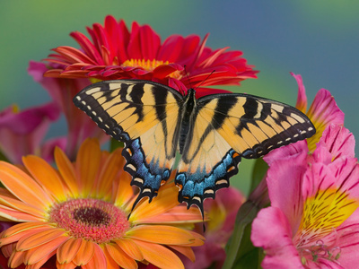 Eastern Tiger Swallowtail Female on Gerber Daisies, Sammamish, Washington, USA L�mina fotogr�fica