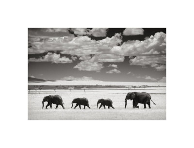 Elephants and Clouds Lámina giclée