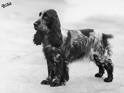 fall-thomas-tracey-witch-of-ware-crufts-best-in-show-1948-and-1950.jpg