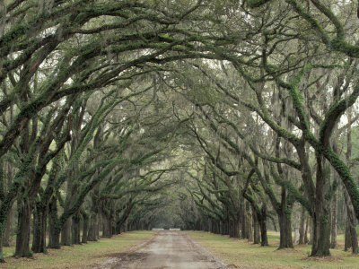 jones-adam-moss-covered-plantation-trees-charleston-south-carolina-usa.jpg