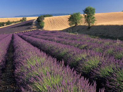 Lavender France