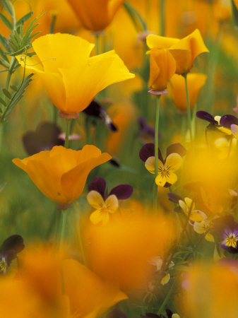 Californina Poppies, USA Stampa fotografica