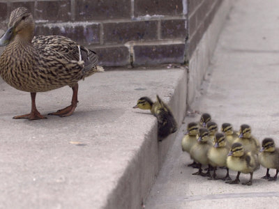 Momma+duck+and+ducklings