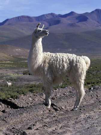 chilean llamas
