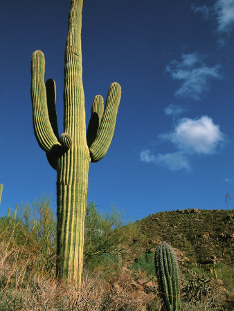 pederson-dee-ann-saguaro-cactus-in-sonoran-desert-saguaro-national-park-arizona-usa.jpg